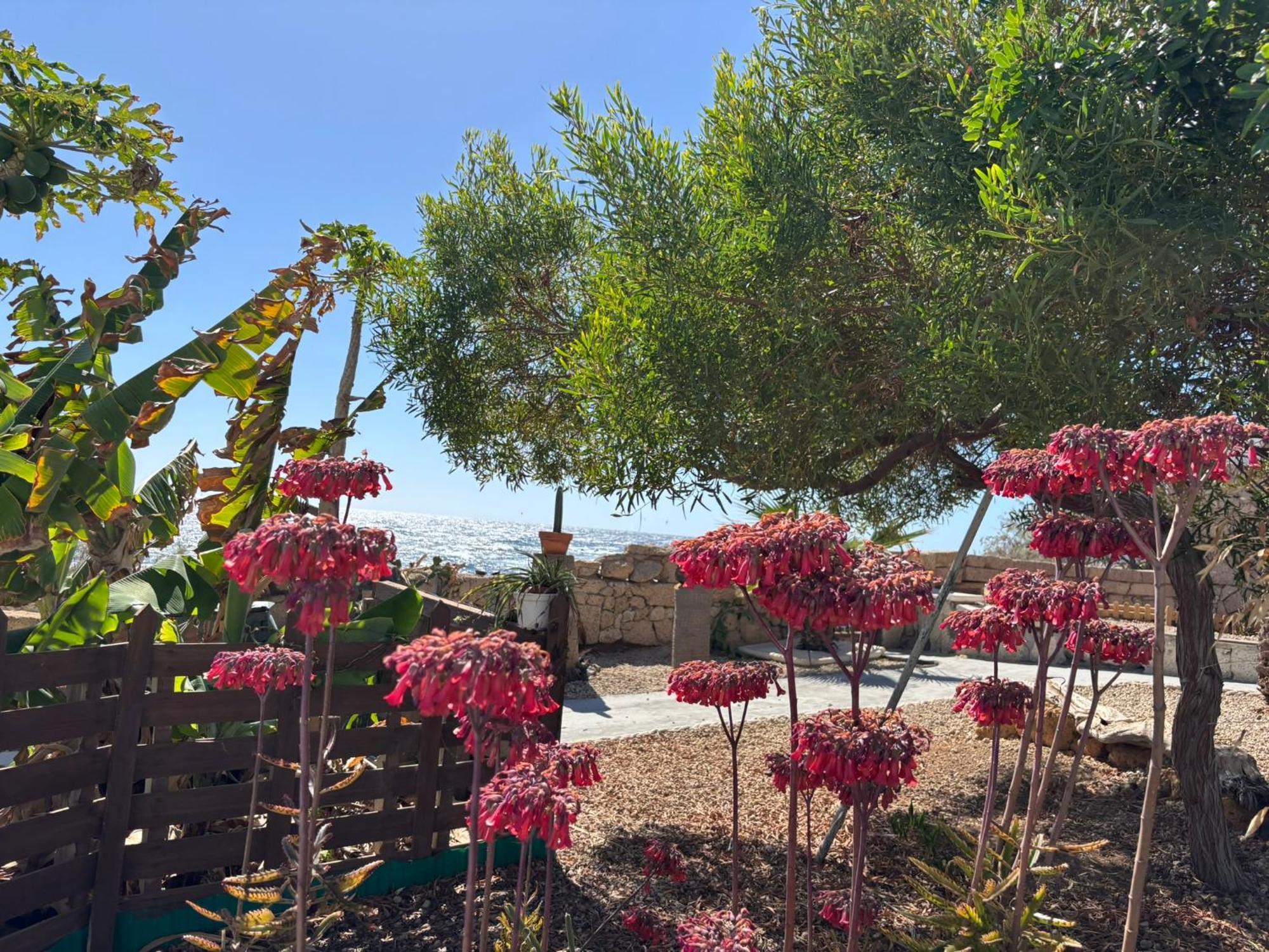 Little Paradise In El Medano Granadilla De Abona Eksteriør bilde
